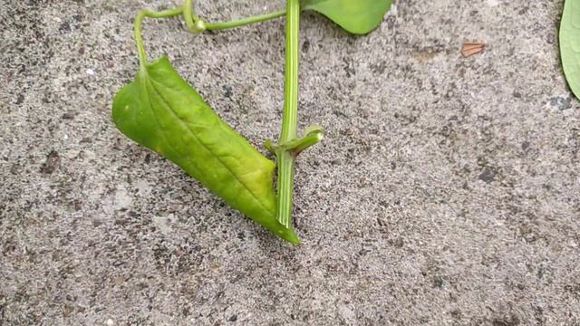 Clematis/ Ranjai Cutting Propagation & Care, Best Fragrant flower plant смотреть онлайн