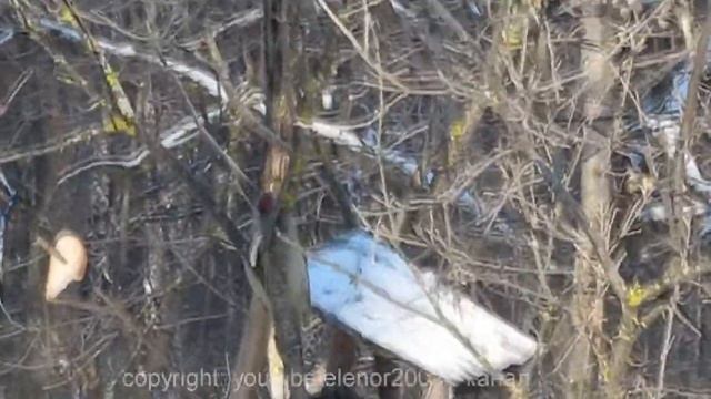 Седой или седоголовый дятел, лес, зима, Россия. смотреть онлайн