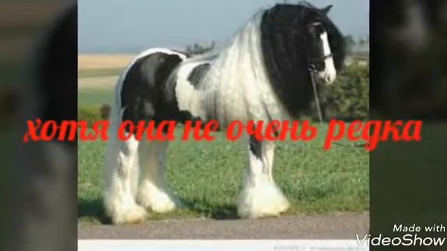 Редкие породы лошадей смотреть онлайн