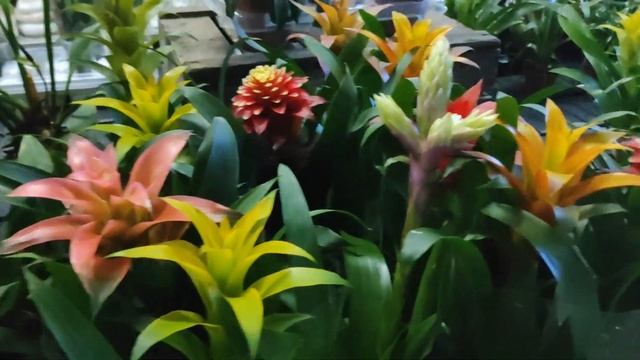 №619/ ОБЗОР орхидей в с/ц на АТАРБЕКОВА. смотреть онлайн