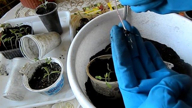 Рассада томатов Надо ли прищипывать корень при пересадке смотреть онлайн