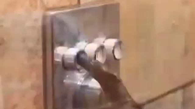 Зоопарк смеха: забавные и нелепые моменты со всеми видами животных смотреть онлайн