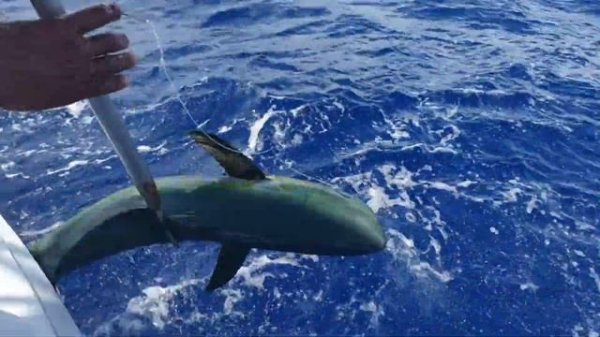 Доминиканы! Рыбалка! Марлин!