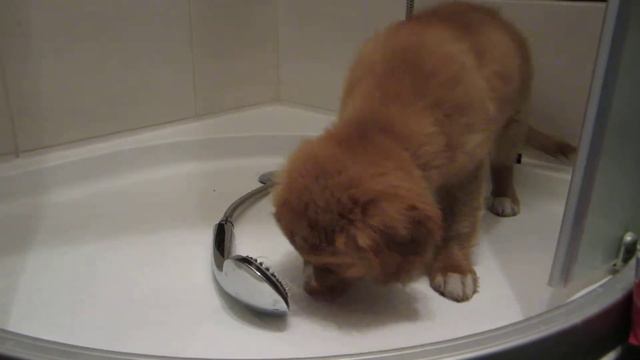 Toller Emilly - Pitie vody v sprche (drinking water in shower bath) смотреть онлайн