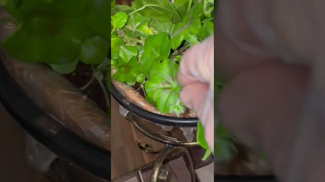 Формируем плющелистную пеларгонию Примо Аметист осенью смотреть онлайн