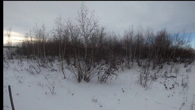 Охота на Косулю с Лайкой