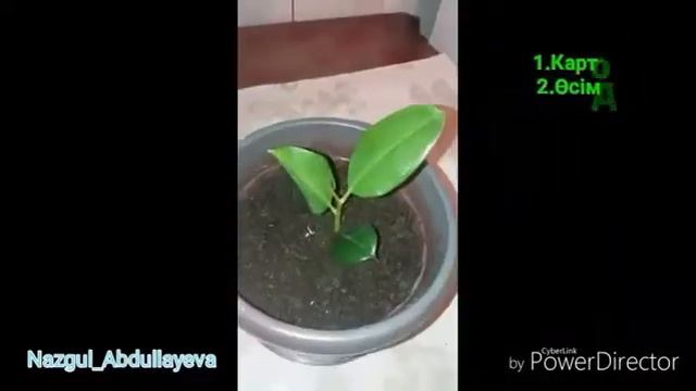 Фикус өсімдігін тамырландыру смотреть онлайн