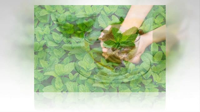 5 растений от ГОЛОВНОЙ БОЛИ!