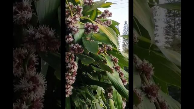 Hummingbird Hawk Moths Sunshine Coast смотреть онлайн
