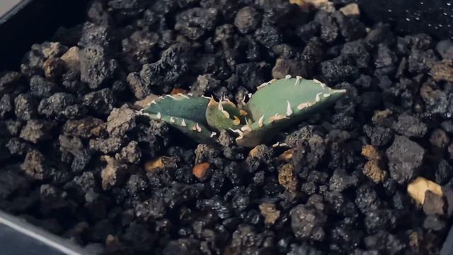 2023/6/19 アガベ・チタノタ 狼人（芽）-017｜agave titanota were wolf смотреть онлайн