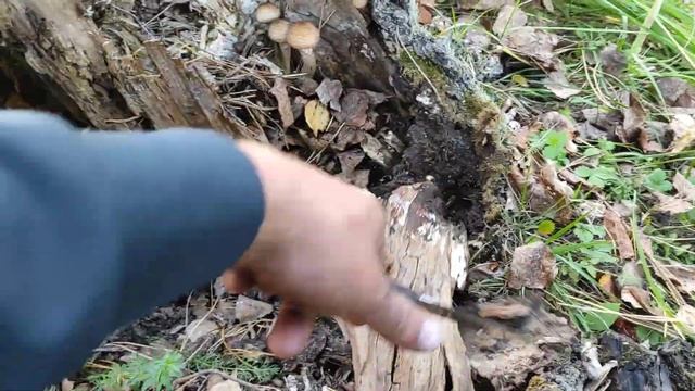 А вот они в Пне смотреть онлайн