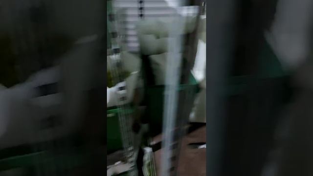 Старт продаж срезки тюльпанов 2021 года открыт!!!!! смотреть онлайн