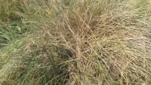 Шлезвиг-Гольштейн.  Красота суровости. Schleswig- Holstein