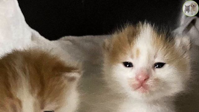 Residents Give Cat Some Food, She Decides to Have Kittens Outside Their House смотреть онлайн