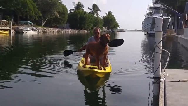 Приколы на ютубе 2019 до слез - Смешные животные МатроскинТВ смотреть онлайн