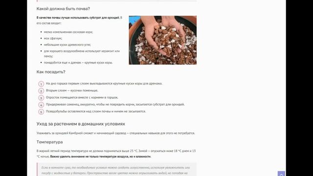 Орхидея Камбрия (Cambria): обзор вида, инструкция по уходу в домашних условиях, посадка, размножени