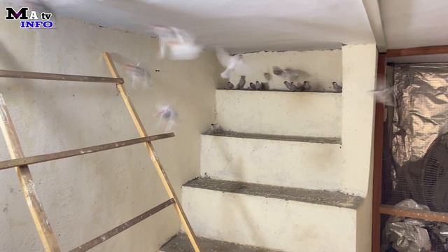 How to Start Java Breeding Setup | Finch Farming at Home | Ma info tv смотреть онлайн