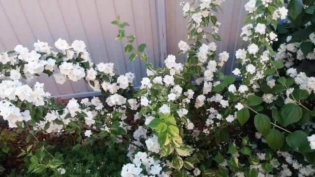 Белая красота жасмина садового (чубушника)! смотреть онлайн