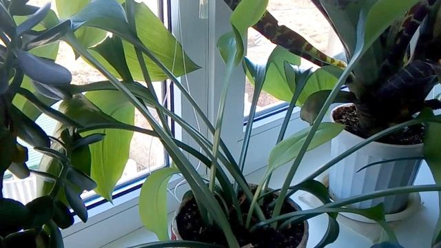 ОБЗОР ЗИМНЕГО САДА, КОМНАТНЫЕ ЦВЕТЫ смотреть онлайн