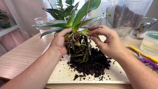 тепловой удар орхидеи и пересадка // СЕРАМИС для орхидей СТОИТ ли своих денег? продолжение смотреть онлайн