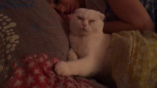 Кот сладко спит смотреть онлайн