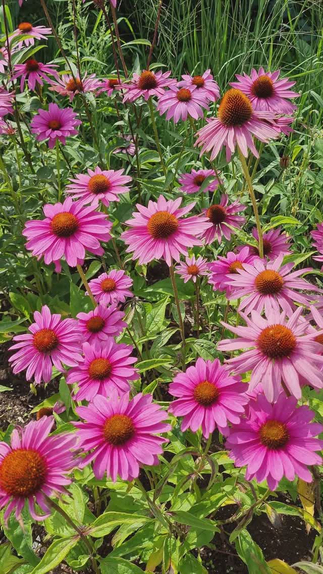 Август 2023, цветы и шмели