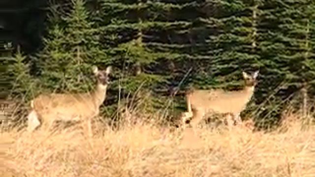 Олени в нашем лесу смотреть онлайн
