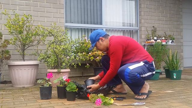 SIMPLE WAY OF PLANTING GERANIUM OR PELARGONIUM THRU CUTTINGS🌸🌷🌹 смотреть онлайн
