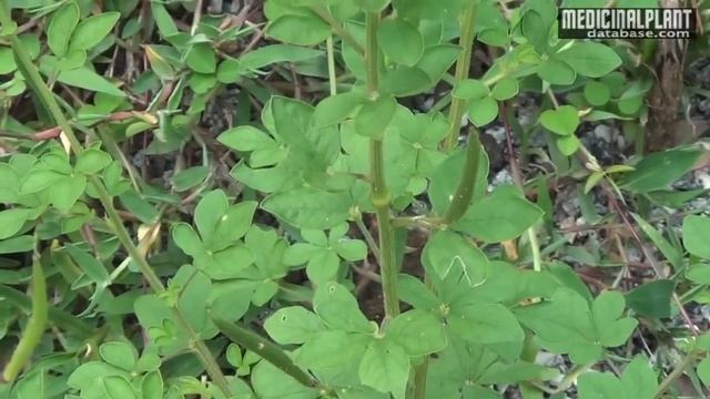 Cleome viscosa смотреть онлайн