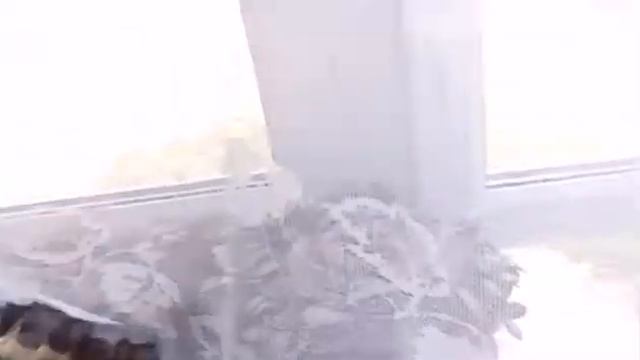 Прикол с собакой смотреть онлайн