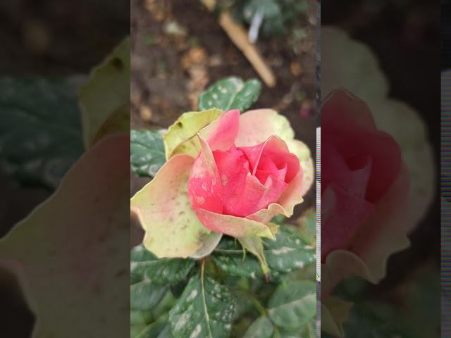 Pitahaya Питахайя смотреть онлайн