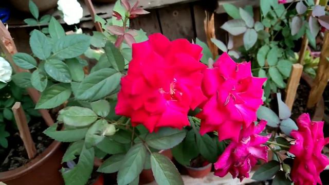 Pretty Flowers | Rose | Petunia