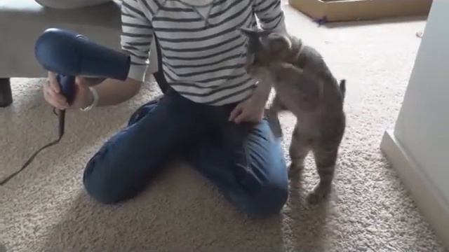 Котик читает рэп смотреть онлайн