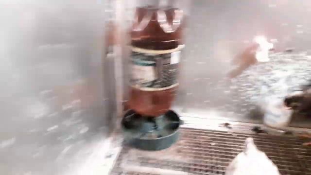 цыплята билефельдер две недели смотреть онлайн