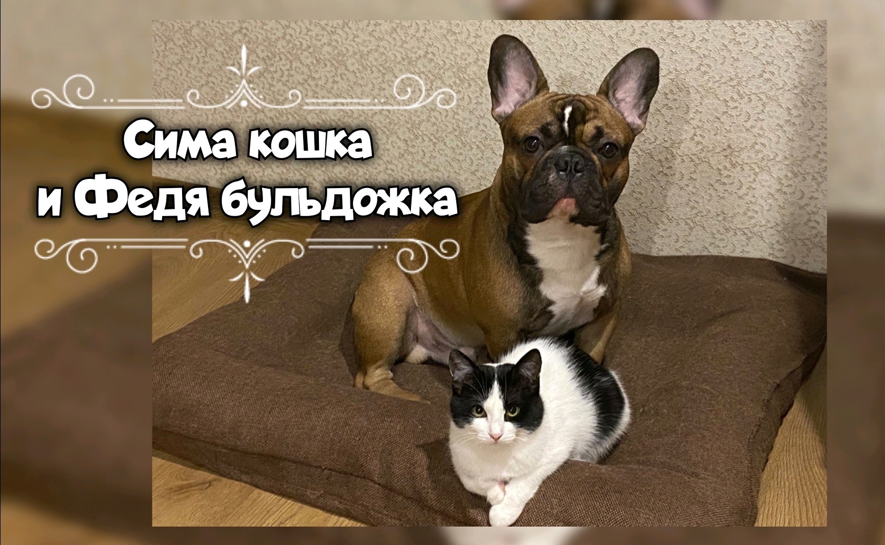 Жизнь французского бульдога с кошкой. Социализация и общение с другими животными смотреть онлайн