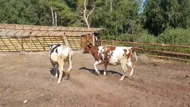РАЗВИВАЕМ и РАСШИРЯЕМ СВОЕ КФХ.ЗАКУПКА НЕТЕЛЕЙ. ОТКРЫТИЕ ЗАГОНА ДЛЯ КРС. вспашка зяби МТЗ 80-Поломк смотреть онлайн