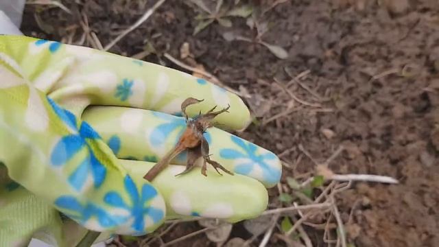 УКРЫВАТЬ РОЗЫ теперь буду только так. смотреть онлайн