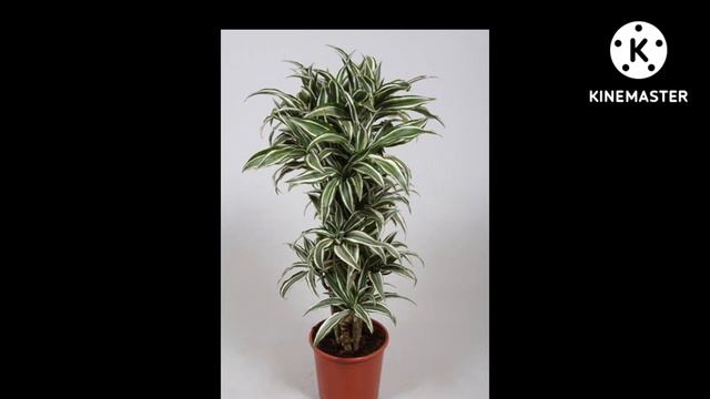 best indoor plants ☘️#indoorplants #plants смотреть онлайн