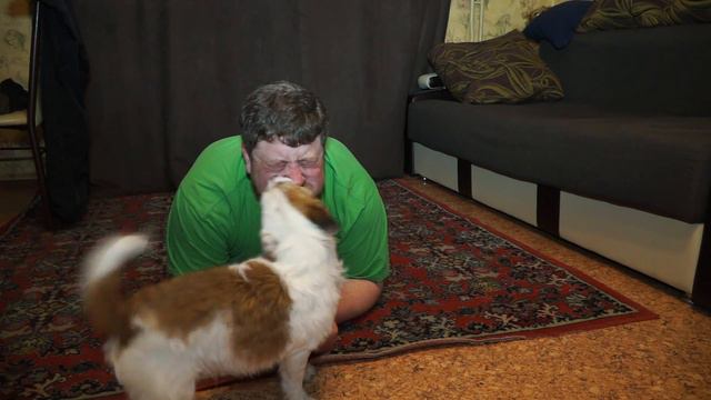 Собака прикол Темпераментный пес Crazy Dog Собачьи приколы смотреть онлайн