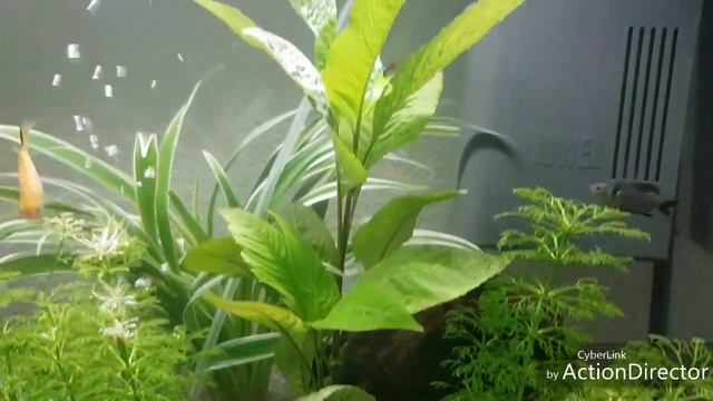 Juwel Aquarium 70 liter! смотреть онлайн