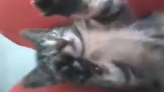 Видео0257 смотреть онлайн