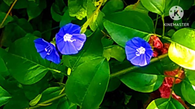sky-blue cluster vine plant care in tamil смотреть онлайн