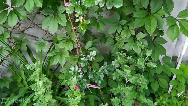 ☁️Хмарна субота після дощу||🌹Троянди та дзвіночки розквітли||Планування ділянки||6 соток смотреть онлайн