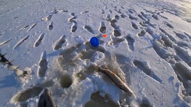В озере воды по колено,а злых щук много,заснял поклевки на подводную камеру.зимняя рыбалка.