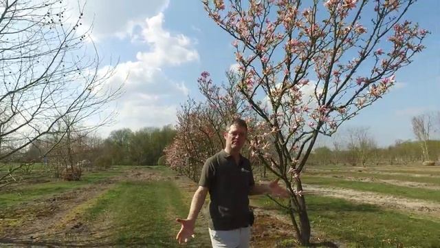 Magnolia 'Susan'   NL