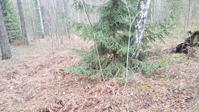 Заготовка берёзового шпальта в осеннем лесу.