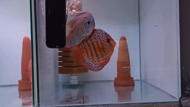 Идет снег. Сажаем дискусов на нерест.