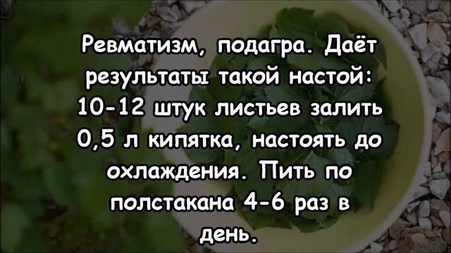 мородиновые листья — это отличное лекарство для почек и суставов Ни ревматизма, ни подагры не буде смотреть онлайн