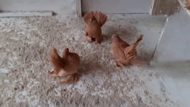 ДЕКОРАТИВНЫЕ СТАТНЫЕ ГОЛУБИ в гостях У Валового Виталия смотреть онлайн