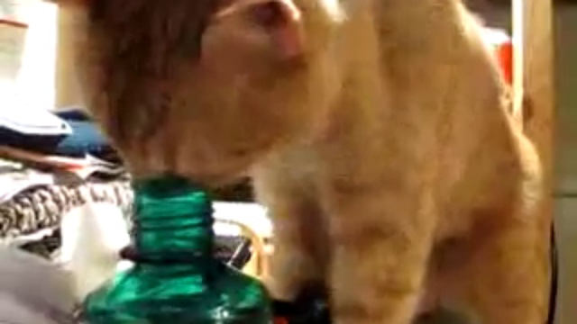 Кот алкоголик смотреть онлайн